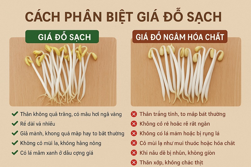 Cách Phân Biệt Giá Đỗ Sạch Cách Phân Biệt Giá Đỗ Sạch